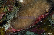 Briareum polyanthes Gorgone encroutante-Bonaire 1000steps-19m-20180222-Denis-ADER-DSC_7444_tn